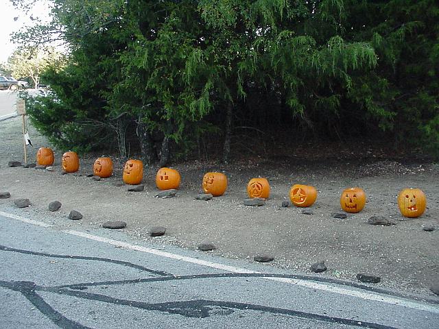 Pumpkins on display.JPG